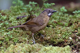 Grey-throated Babbler