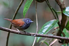 Grey-hooded Babbler