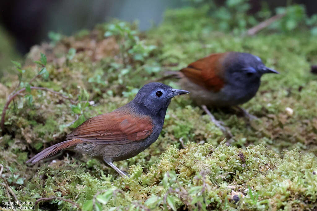 Grey-hooded Babbler