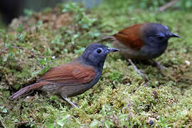 Grey-hooded Babbler