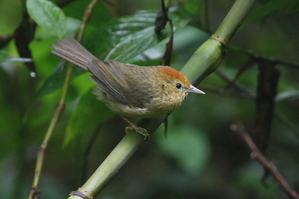 Rufous-capped Babbler