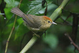 Rufous-capped Babbler