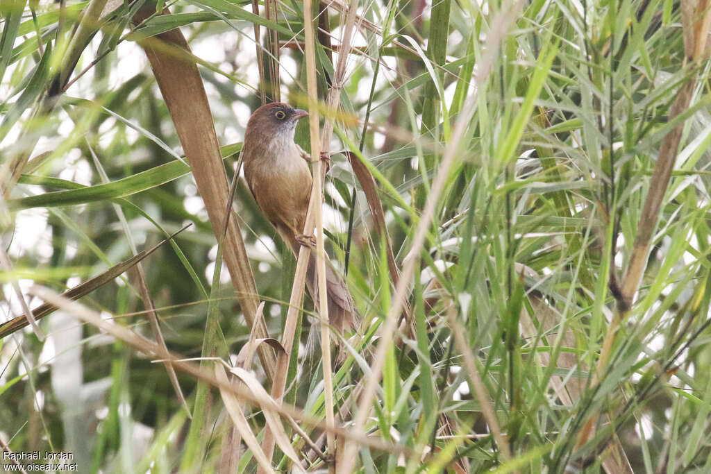 Jerdon's Babbleradult breeding, identification