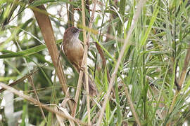 Jerdon's Babbler