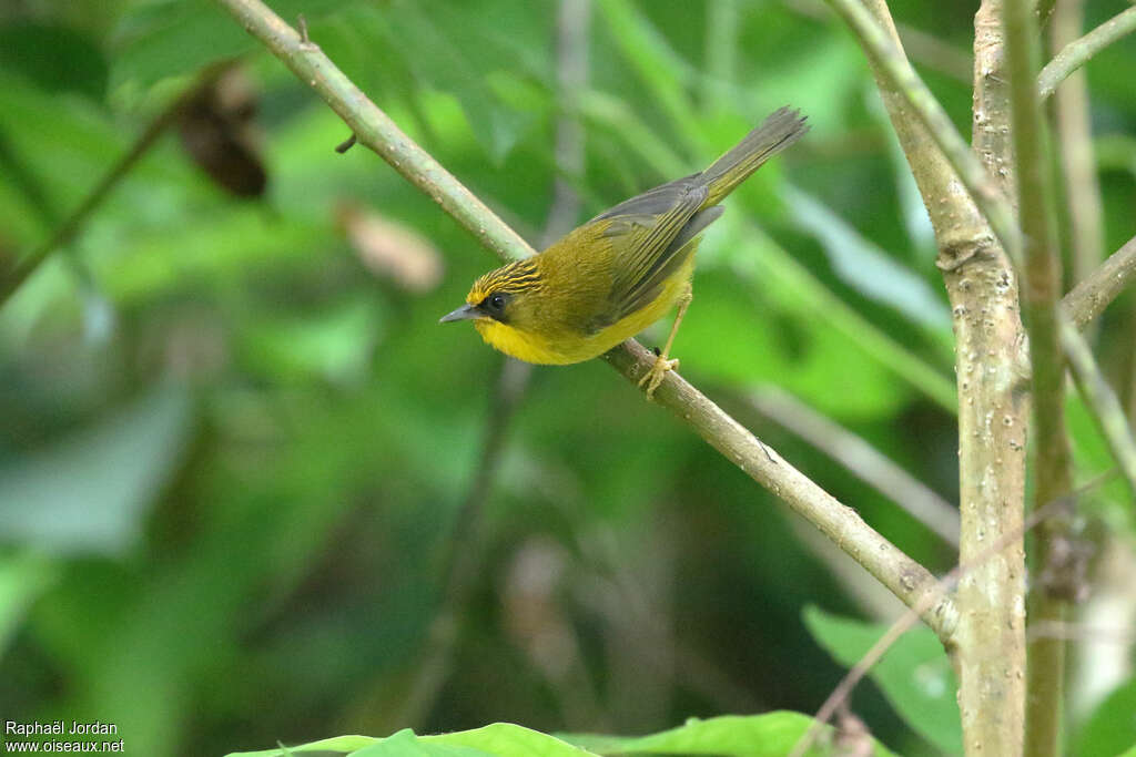 Golden Babbleradult, identification