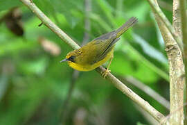 Golden Babbler