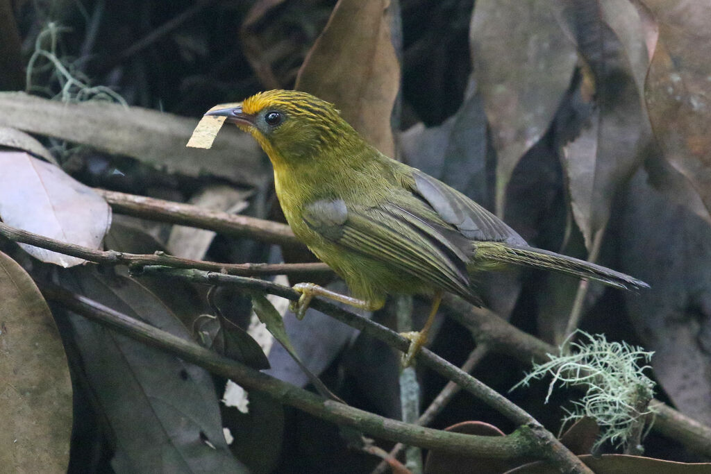 Golden Babbleradult, Reproduction-nesting