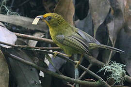 Golden Babbler