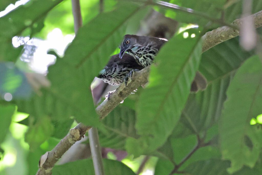 Chestnut-rumped Babbleradult