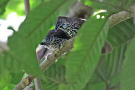 Chestnut-rumped Babbler