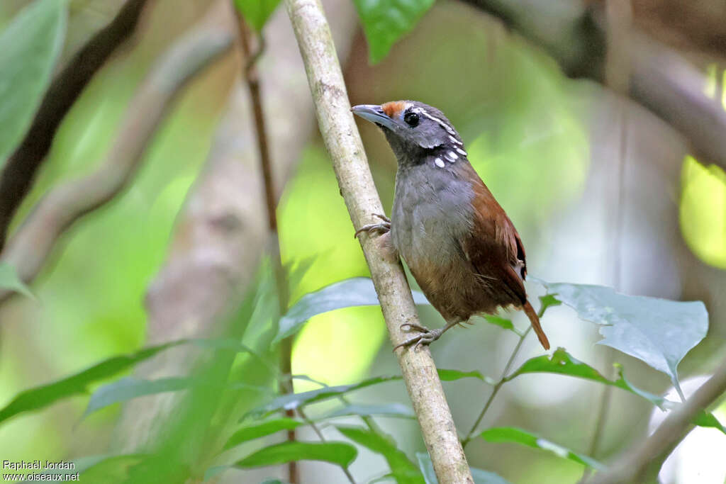 White-necked Babbler