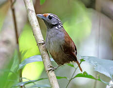 White-necked Babbler