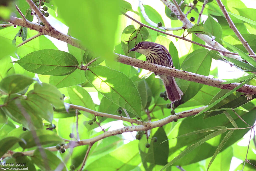 Luzon Striped Babbler