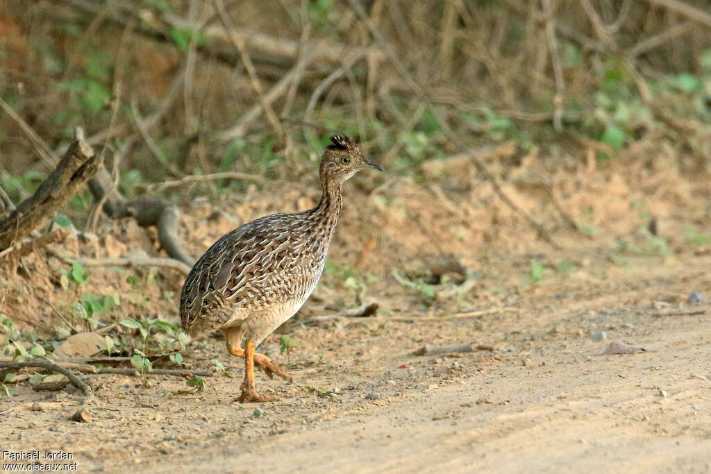 White-bellied Nothuraadult, identification