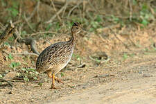 Tinamou boraquira