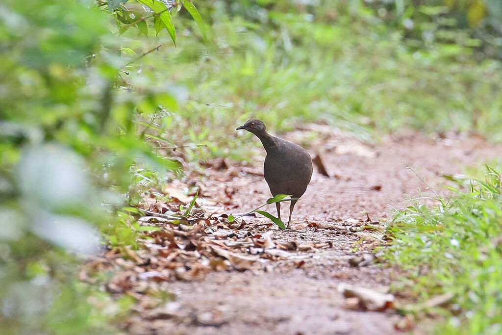 Tinamou cendré