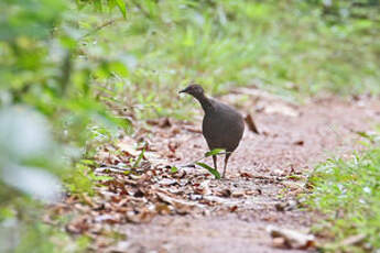 Tinamou cendré