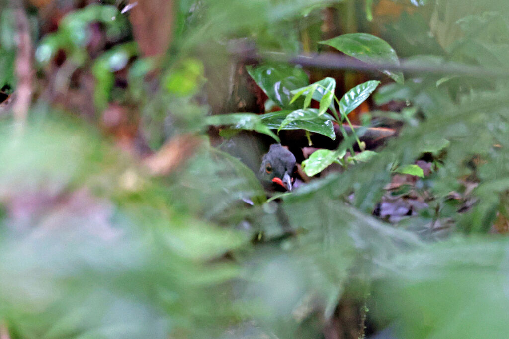 Tinamou de Berlepschadulte