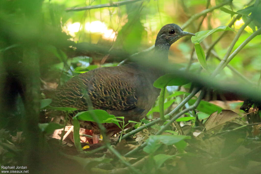 Tinamou de Boucard femelle adulte, identification