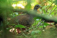 Tinamou de Boucard