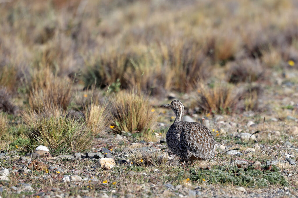 Tinamou de Patagonie