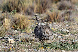 Tinamou de Patagonie