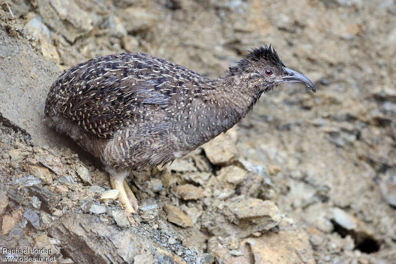 Tinamou de Taczanowskiadulte, identification