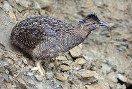 Taczanowski's Tinamou