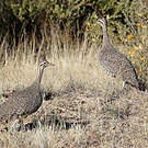 Tinamou élégant
