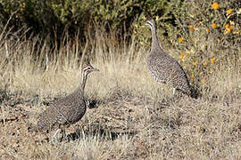 Elegant Crested Tinamou