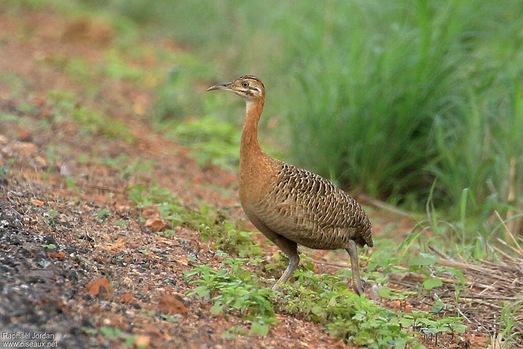 Tinamou isabelleadulte, identification