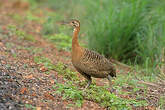 Tinamou isabelle