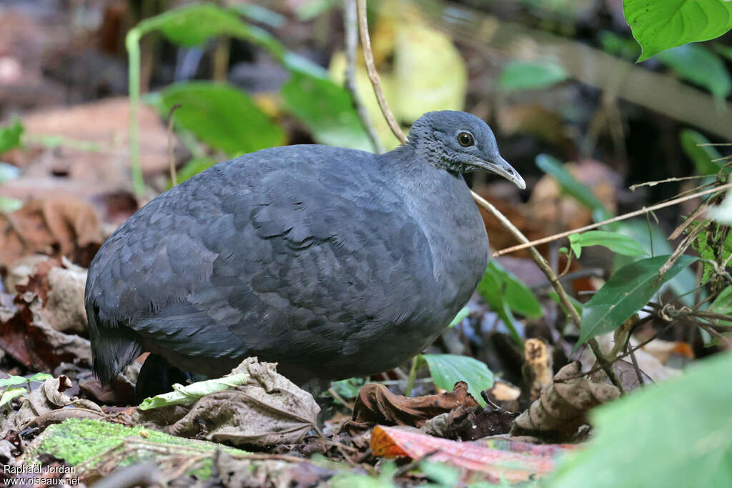 Tinamou noir