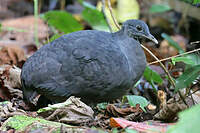 Tinamou noir