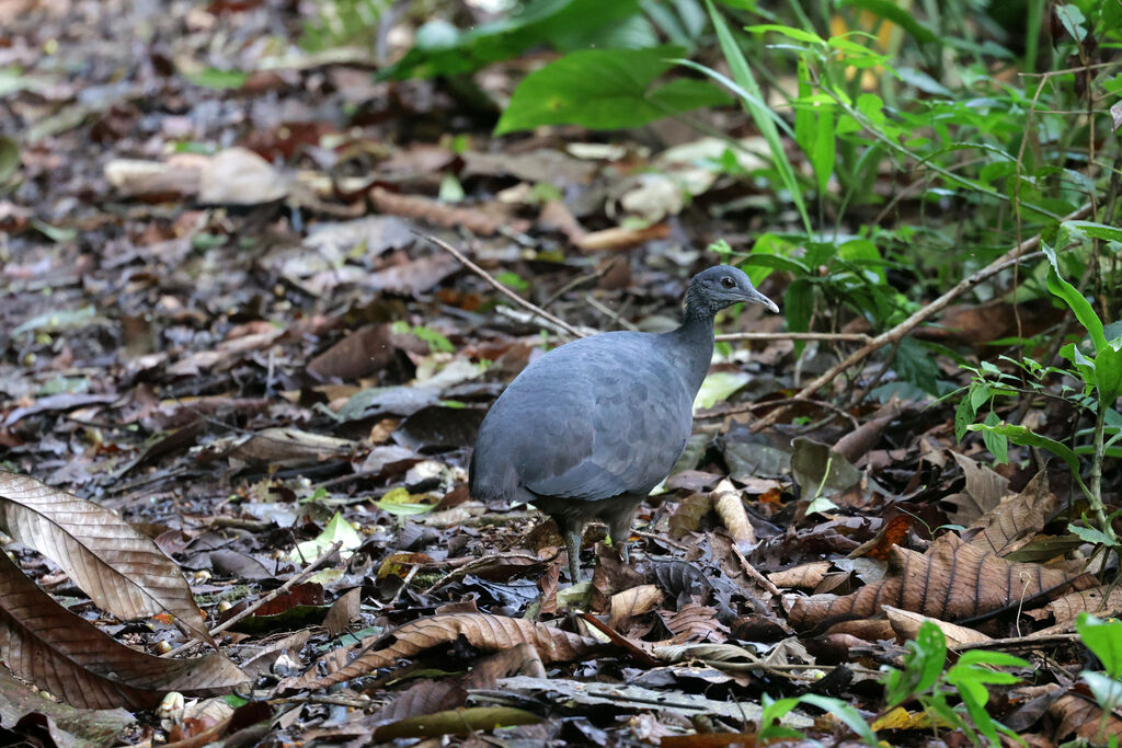 Tinamou noir