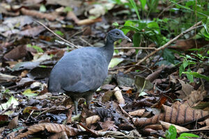 Tinamou noir