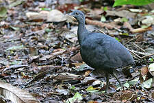 Tinamou noir