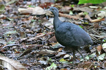 Tinamou noir