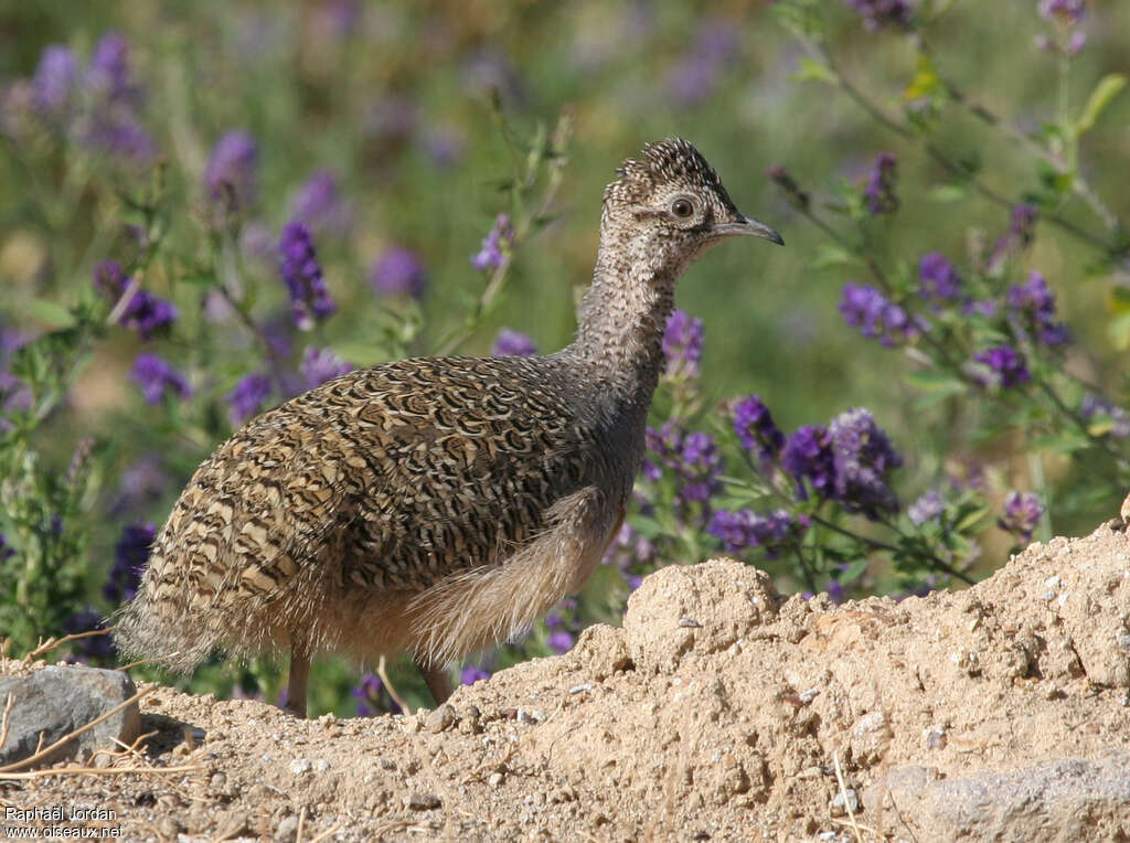 Tinamou ornéadulte, portrait, composition