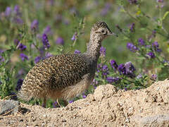 Ornate Tinamou