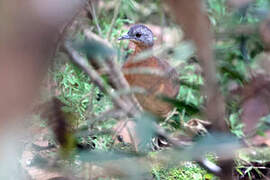 Little Tinamou