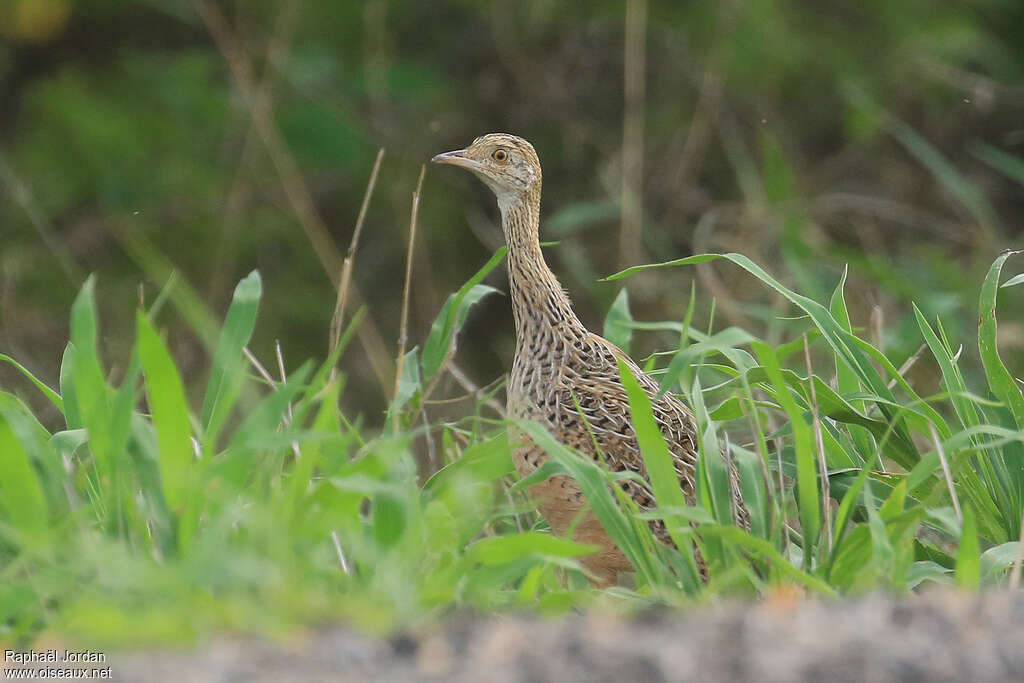 Tinamou tachetéadulte, identification