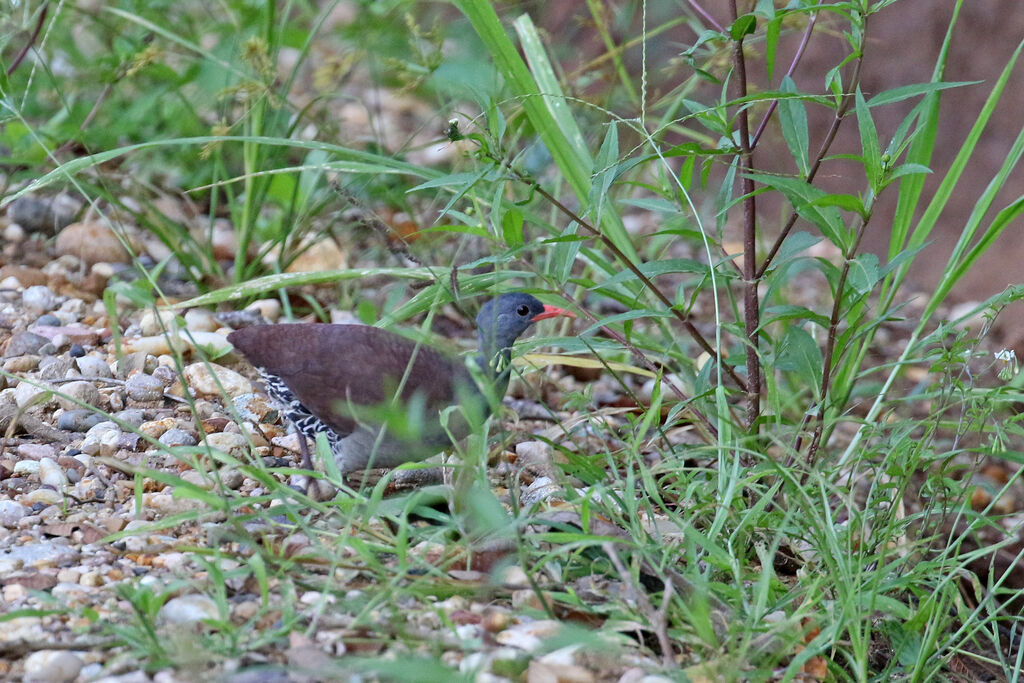 Tinamou tataupa