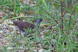 Tataupa Tinamou