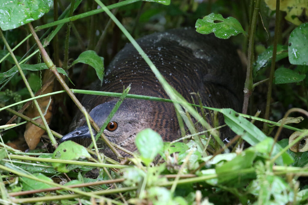 Tinamou vermiculéadulte, Nidification