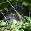 Tinamou vermiculé