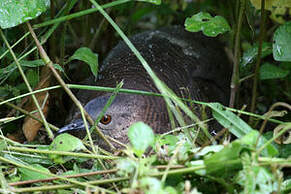 Tinamou vermiculé