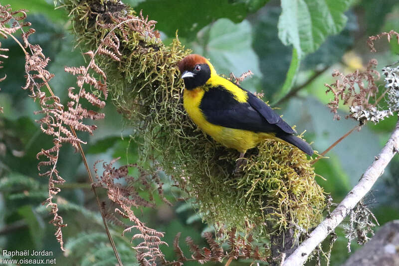 Brown-capped Weaver male adult breeding, identification