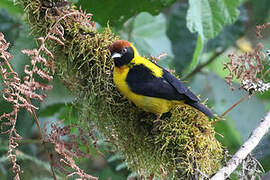 Brown-capped Weaver