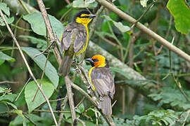 Black-necked Weaver